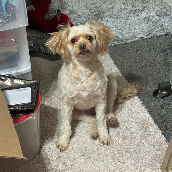 Meet your Posher, Lauren!! - Picture 2 of 10